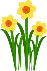 Bunga daffodil