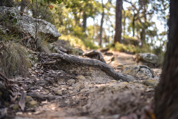 Tree root growing over a path in the forest