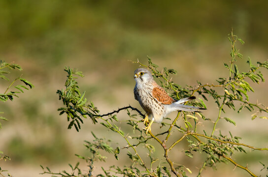 Common kestrel or Falco tinnunculus, a bird of prey species observed in Lesser Rann of Kutch in Gujarat, India