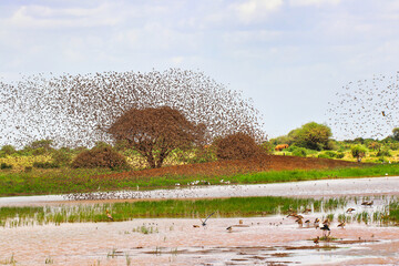 Swarms of social weavers and buffalo weavers take flight to avoid predators over a lake at Tsavo...