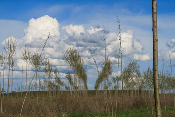 Po Valley landscape fields poplars horizon sky clouds