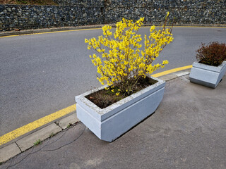 Yellow flowering shrubs called golden rain sculpted by gardeners into a hedge, shaped like a ball,...