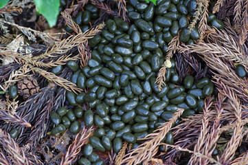 ニホンカモシカのフン © Eastport_707