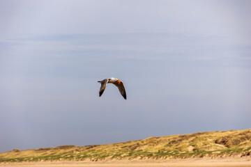 A seagull flies over the beach of Bergen aan Zee on the North Sea and has a starfish in its beak as prey