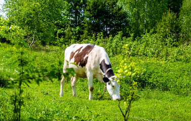 A cow is grazing in a meadow