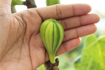 Closeup and selective focus ripe Fig or Ficus Carica named CDDR or Coll De Dama Rimada.