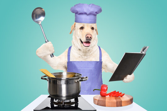 Labrador in a chef's costume prepares spaghetti with a ladle and a cook book in his hands