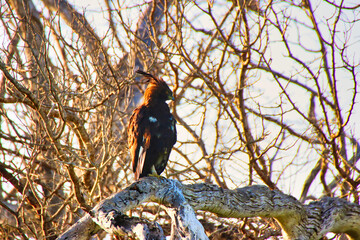 Long Crested Eagle on the lookout for prey from the vantage of a treetop in Maasai Mara, Kenya,...