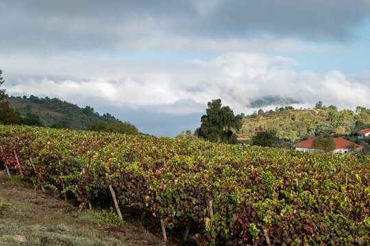 Uma Fazenda Rural: Vinhas, videiras e esteios sob um céu gélido e nublado de inverno