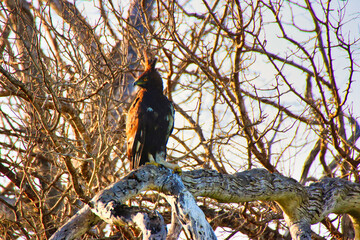 Long Crested Eagle on the lookout for prey from the vantage of a treetop in Maasai Mara, Kenya,...