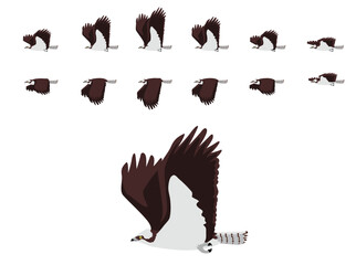 Osprey Flying Animal Animation Sequence Cartoon Vector