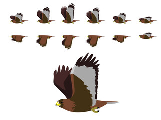 Red-Tailed Hawk Flying Animal Animation Sequence Cartoon Vector