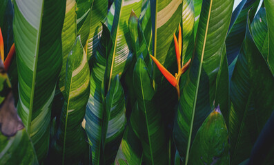 Orange Heliconia flower on beautiful green leaf plant background. Tropical leaves concept