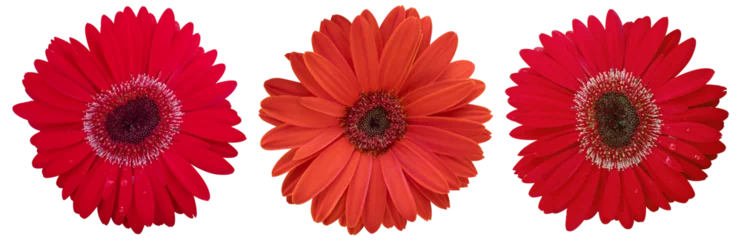 Wandcirkels tuinposter Beautiful red daisy flower on isolated transparent background. Tropical flowering plants concept © Ton Photographer4289