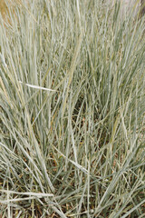 Closeup view of green grass. Natural simplicity