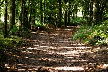 Footpath in beautiful woodland with dappled light and with light at the end of the path 