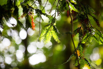 Bokeh with tree leaves in the foreground including green and orange colours  