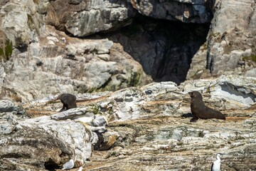 fur seal and seals swimming and sitting on a rock in a national park in australia on the ocean