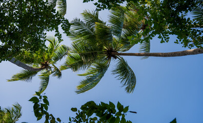 Palm trees in a dense green forest.