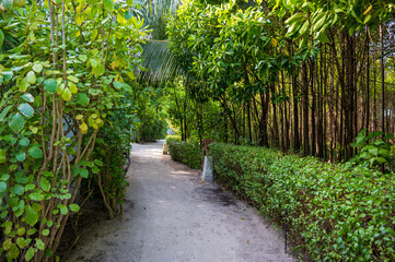 Sandy path in a dense tropical green forest.