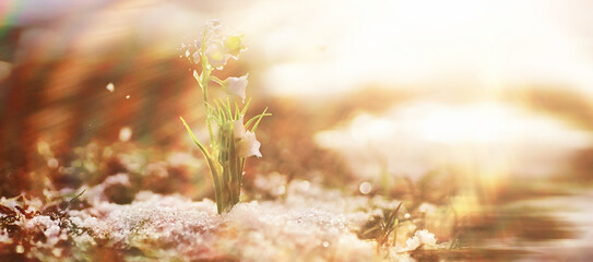 The first spring flowers. Snowdrops in the forest grow out of the snow. White lily of the valley...