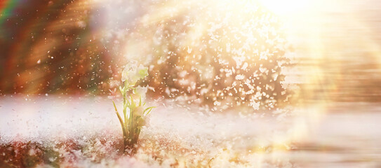 The first spring flowers. Snowdrops in the forest grow out of the snow. White lily of the valley flower under the first rays of the spring sun. - obrazy, fototapety, plakaty