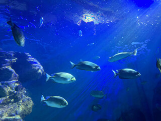 Fototapeta na wymiar Different fishes swimming in sea, low angle view. Underwater world