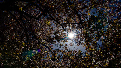 Fototapeta premium Spring flowers that bloom in April and May. Plum tree flower. Spring landscape.Plum blossom in front of blue sky. The focus is on the front.