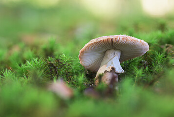 Ground-level view of an amanita mushroom growing on forest moss with a striking bokeh background