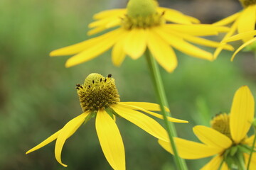 オオハンゴンソウの花