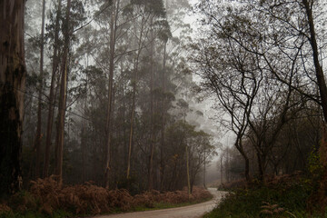 Fototapeta premium Paisaje o paraje otoñal cubierto por la neblina de la mañana.