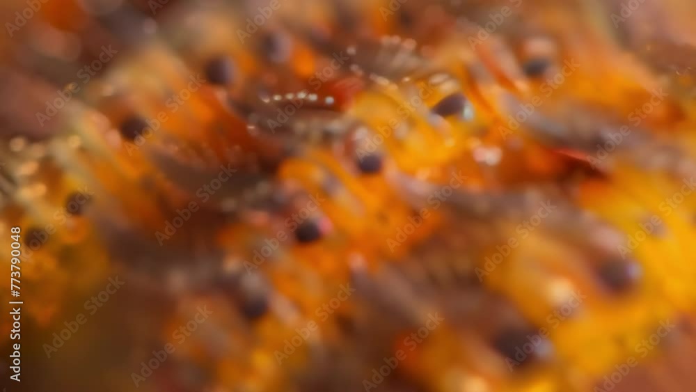 Poster a closeup view of a group of insect larvae each one displaying its unique markings and features high