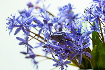 Beautiful blue flowers snowdrops Scilla bifolia alpine squill, two-leaf squill on a white...