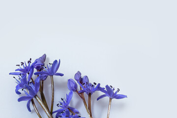 Flower design - floral border made of Scilla bifolia two-leaf squill or alpine squill isolated on white background with space for text. Spring decoration - obrazy, fototapety, plakaty