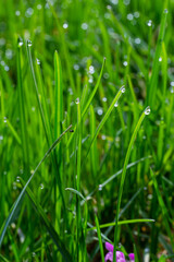 Fototapeta na wymiar Water drops on the green grass. Morning dew, watering plants. Drops of moisture on leaves after rain. Beautiful green background on an ecological theme