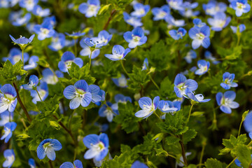 Blue flowers veronica chamaedrys close up on a meadow in sunny weather