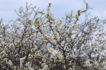 Prunus spinosa, Sloe white flowers in spring. Wild plant from the Rosaceae family witch produces edible berries in late autumn - obrazy, fototapety, plakaty
