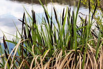 Carex acuta - found growing on the margins of rivers and lakes in the Palaearctic terrestrial ecoregions in beds of wet, alkaline or slightly acid depressions with mineral soil - obrazy, fototapety, plakaty