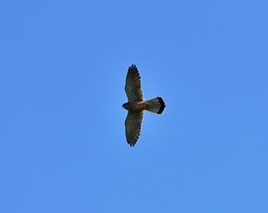 Turmfalke (Falco tinnunculus) Männchen in Marchegg