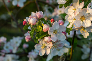 Fototapeta na wymiar Flower buds, flowers and green young leaves on a branch of a blooming apple tree. Close-up of pink buds and blossoms of an apple tree on a blurred background in spring. Selective focus