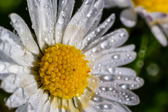 Macro image of dewy Daisy flower or Bellis perennis from Asteraceae family, close up of blooming spring meadow flowers