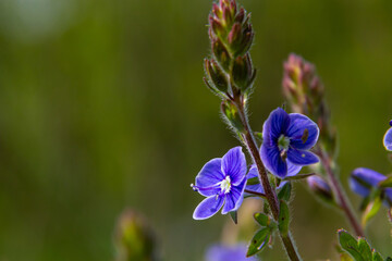 Closeup on the brlliant blue flowers of germander speedwell, Veronica chamaedrys growing in spring in a meadow, sunny day, natural environment