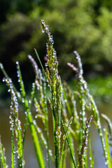 Fresh green grass with dew drops close up. Water driops on the fresh grass after rain. Light morning dew on the green grass