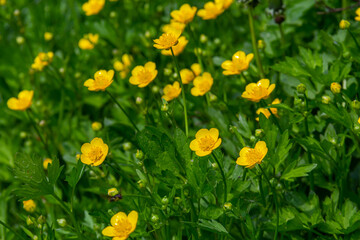 Fototapeta premium Close-up of Ranunculus repens, the creeping buttercup, is a flowering plant in the buttercup family Ranunculaceae, in the garden