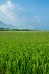 Obraz premium rice field and sky