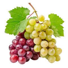 Red and green grapes with leaves on transparent background. Fruit elements for design.