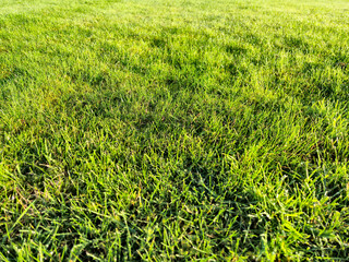 Green spring grass close view, green field background
