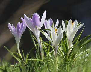 Beautiful spring crocus flowers - 773803209