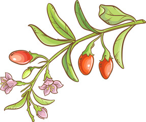 Goji Branch Colored Detailed Illustration