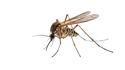 A detailed close-up of a mosquito poised on a white background